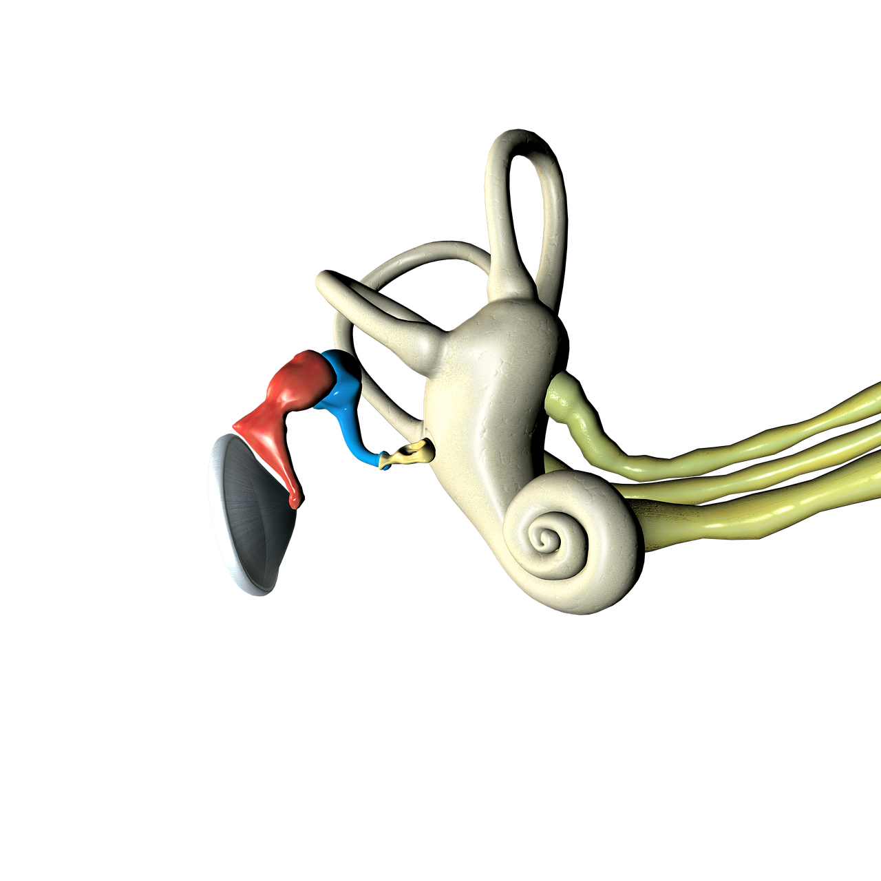 מבנה אוזן פנימית - מערכת השמיעה